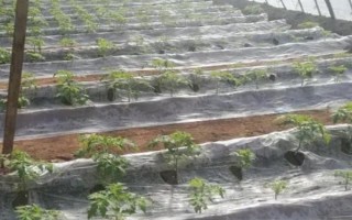 大棚西紅柿怎么澆水，結(jié)果前期每隔7-10天澆一次
