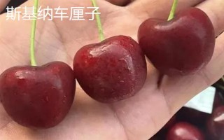 車厘子的品種介紹，常見的有金車車厘子、紅燈、美早等