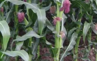 金慶801玉米種簡(jiǎn)介，出苗至成熟110天左右