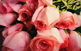什么是粉玫瑰，屬于薔薇目、薔薇科直立灌木