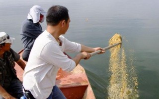 野釣鯽魚用什么漂型，可選擇蘆葦漂或長棗核型浮漂、孔雀翎浮漂