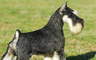 小雪納瑞犬怎么養(yǎng)，在21天的時(shí)候要做驅(qū)蟲