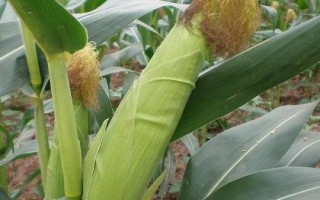 京科246玉米品種簡(jiǎn)介，注意防治瘤黑粉病等易感病害