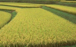 野香優(yōu)華寶占水稻種簡介，注意防治各種病蟲害