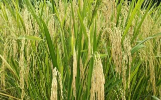 臻優(yōu)177水稻種子介紹，插植密度20厘米×23厘米