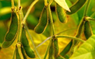 湘春豆37大豆種子簡(jiǎn)介，高油型中熟春大豆品種
