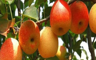 云南安寧市的特產(chǎn)，有龍山野生木耳、安寧紅梨等