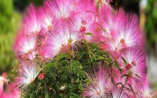 怎么養(yǎng)合歡花，在生長期間應該保證有足夠的光照
