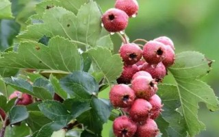 怎么看山楂熟沒熟，可通過看表皮、憑手感等來分辨