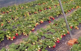 露天草莓種植技術(shù)，每年的3月下旬到4月中旬進(jìn)行