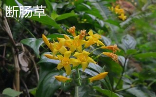 金銀花和斷腸草有什么區(qū)別，外觀、質(zhì)感、花朵均不同