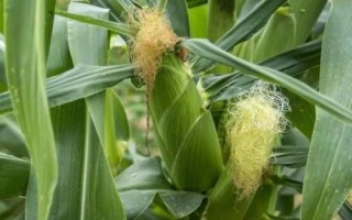 遼作1號(hào)玉米種簡(jiǎn)介，平均生育期131天