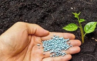 磷肥如何使用利用率高，根據(jù)土壤條件合理分配和施用