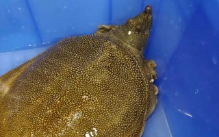 甲魚家養(yǎng)能活幾天，通常都可以活5-8年