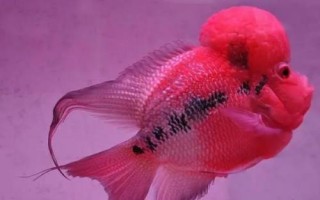 羅漢魚養(yǎng)一個月可以長多大，不同時期增長速度不同