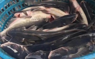 釣江團(tuán)的技巧，夏季、初秋等氣溫高的晚上是作釣的黃金時(shí)間