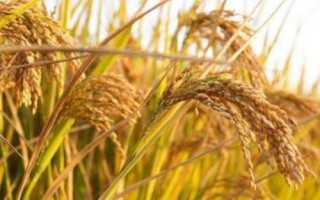 華研6水稻種子介紹，該品種主莖12片葉
