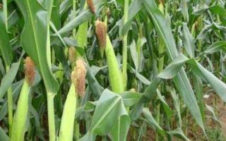 華碩809玉米品種的特性，應(yīng)選擇肥力較好的地塊種植