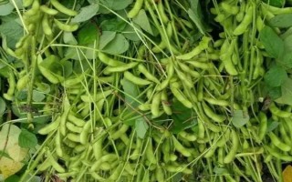 綏農(nóng)42大豆品種簡介，該品種無限結(jié)莢習(xí)性