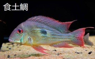 三湖慈鯛能與什么魚混養(yǎng)，可與三湖的雜鯛混養(yǎng)