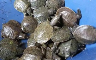 怎么養(yǎng)殖甲魚，每天可以投喂3次