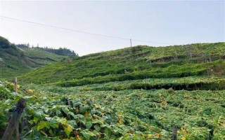 羅漢果的種植方法，種植前需進行土地深翻和施肥
