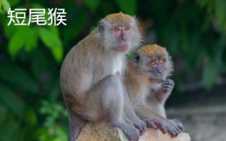 獼猴的種類，各有特點