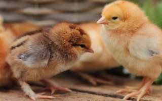 小雞拉稀的原因，飼料中的粗蛋白含量過多、會刺激腸道引發(fā)拉稀