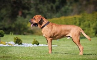 高加索犬和藏獒誰更厲害，高加索犬的體型更大但藏獒更兇猛