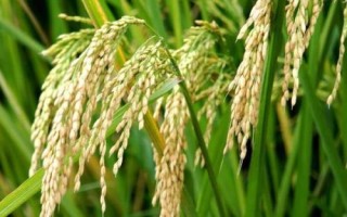 隆鋒優(yōu)3228水稻種子介紹，湘北6月13-15日播種
