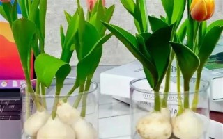 郁金香種一次就會(huì)死亡嗎，屬于多年生草本植物可以重復(fù)栽種