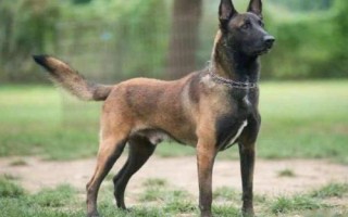 馬犬為什么不適合家養(yǎng)，容易咬人不適合作為寵物