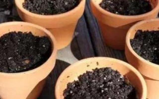 天堂鳥花卉的盆栽方法，每隔半個月要追施一次稀薄的肥水