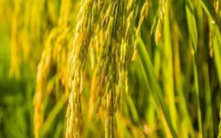 綠海優(yōu)巴絲水稻品種的特性，全生育期116.5天