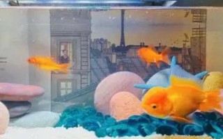 金魚(yú)為什么沉底不動(dòng)，有以下9個(gè)常見(jiàn)原因