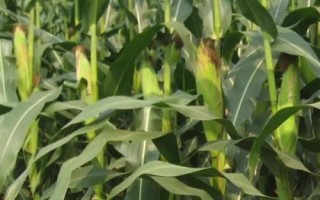 銀玉439玉米種子介紹，（每畝適宜種植密度5500株