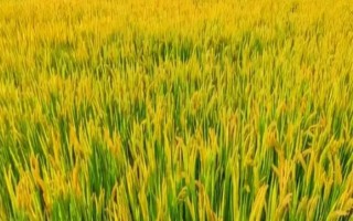 科A水稻品種的特性，5月中旬播種