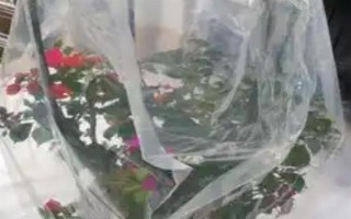 如何防老鼠來咬花盆里的花，可以用鐵絲網(wǎng)來遮蓋在花盆周圍