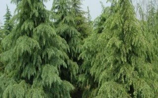 雪松除草方法，噴藥時(shí)要避開樹枝
