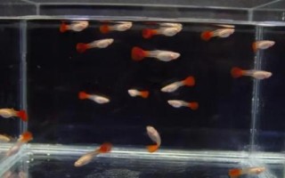 養(yǎng)孔雀魚多久換一次水，換水量不能太大