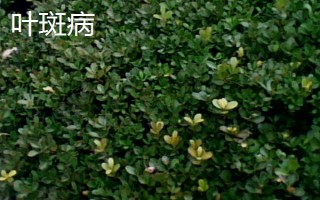 黃楊樹有哪些好品種，小葉珍珠黃楊樹品質(zhì)最佳