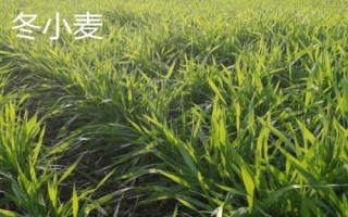 春小麥和冬小麥的區(qū)別，抗旱抗寒能力不同