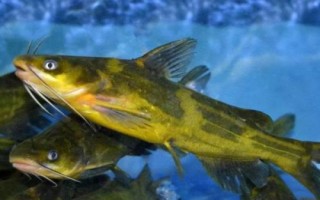 黃顙魚的食性，魚苗階段主要以浮游動物為食