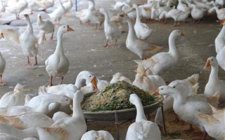 鴨子在夏季容易死亡的原因，一般是高溫、養(yǎng)殖密度大、感染病害等因素所致