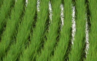 龍慶稻38號(hào)水稻種子特征特性，普通粳稻品種