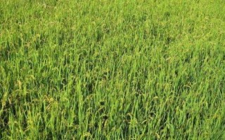 宇兩優(yōu)827水稻種子介紹，秧田畝播種量8－10千克