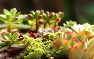 多肉的澆水間隔期，春秋季節(jié)每隔3-4天澆1次即可