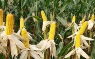 億陽339玉米種子特征特性，注意防治病蟲害
