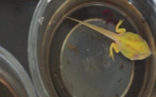 角蛙的生長發(fā)育全過程，從蝌蚪到幼體再到成體