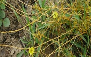 大豆菟絲子如何用草甘膦防治，稀釋藥液后可噴灑受害植株